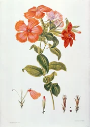 Lychnis coronaria, aus `Thesaurus Botanicus